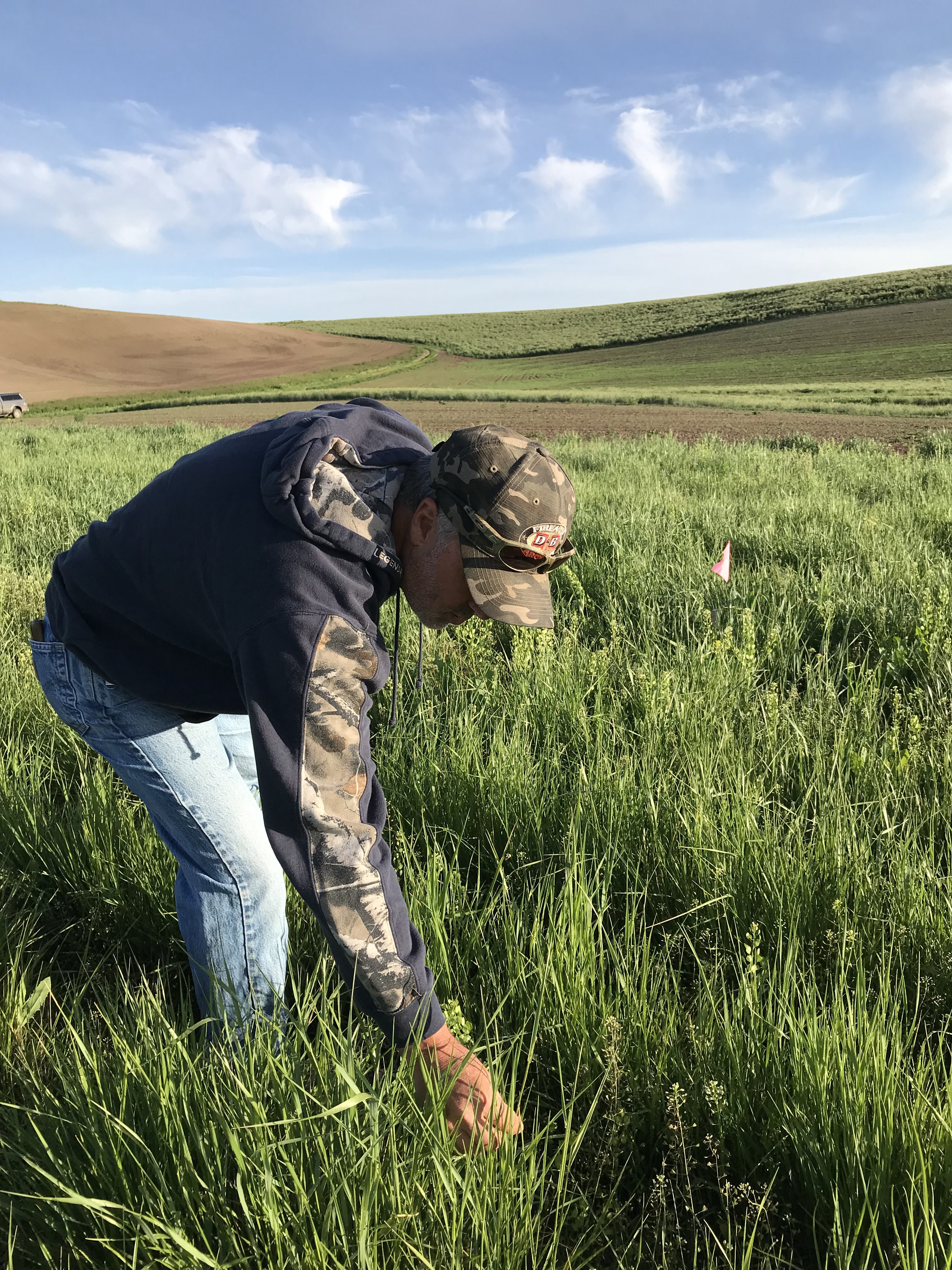 Swan Valley ID Grass Trials